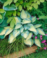 Hosta x tardiana June  -R- 11 cm Topf - Größe nach Saison