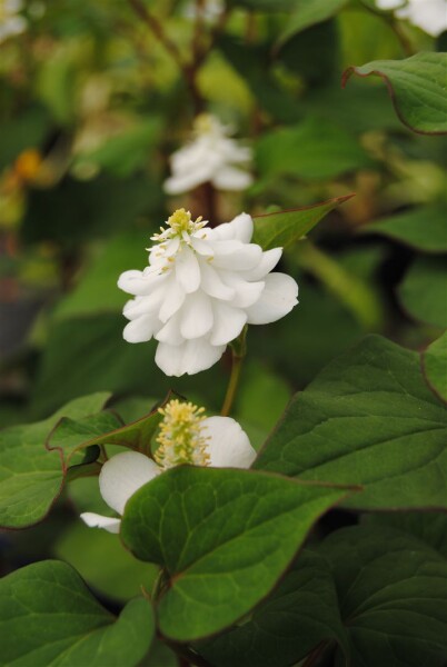 Houttuynia cordata Plena 9 cm Topf - Größe nach Saison