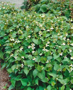 Houttuynia cordata Plena 9 cm Topf - Größe nach Saison