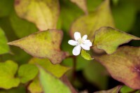 Houttuynia cordata Plena 9 cm Topf - Größe nach Saison