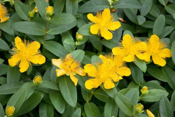 Hypericum calycinum 9 cm Topf - Größe nach Saison