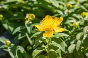 Hypericum calycinum 9 cm Topf - Größe nach Saison