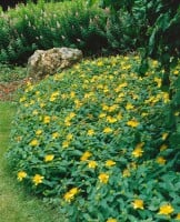 Hypericum calycinum 9 cm Topf - Größe nach Saison