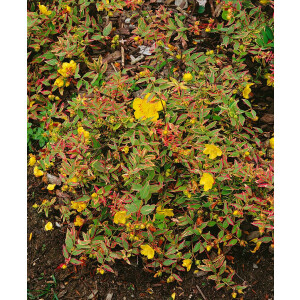 Hypericum moserianum Tricolor P 0,5