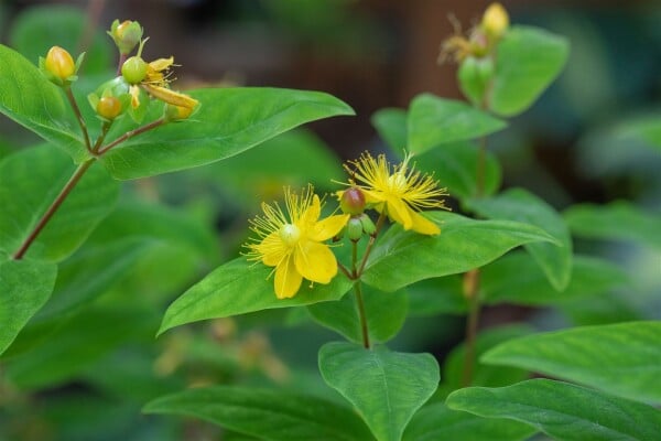 Hypericum perforatum 9 cm Topf - Größe nach Saison