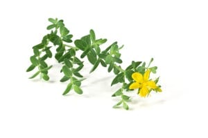 Hypericum perforatum 9 cm Topf - Größe nach Saison