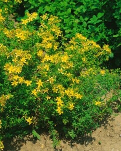 Hypericum perforatum 9 cm Topf - Größe nach Saison