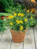 Hypericum perforatum 9 cm Topf - Größe nach Saison