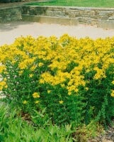 Hypericum perforatum 9 cm Topf - Größe nach Saison