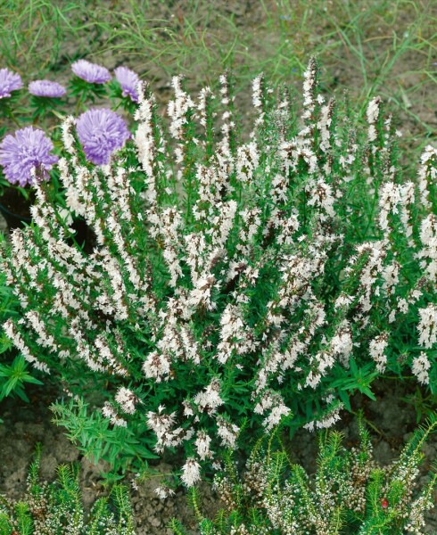 Hyssopus officinalis Alba 9 cm Topf - Größe nach Saison