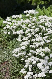 Iberis sempervirens Appen-Etz 9 cm Topf - Größe nach Saison