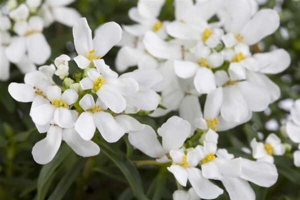 Iberis sempervirens Snowflake 9 cm Topf - Größe nach Saison