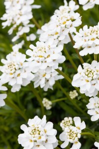 Iberis sempervirens Snowflake 9 cm Topf - Größe nach Saison