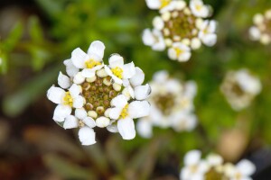 Iberis sempervirens Snowflake 9 cm Topf - Größe nach Saison