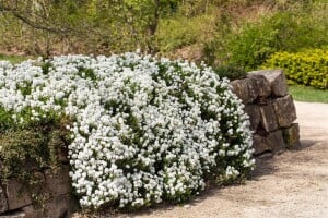 Iberis sempervirens Snowflake 9 cm Topf - Größe nach Saison