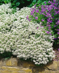 Iberis sempervirens Snowflake 9 cm Topf - Größe nach Saison