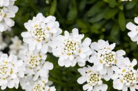 Iberis sempervirens Snowflake 9 cm Topf - Größe nach Saison