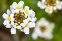 Iberis sempervirens Snowflake 9 cm Topf - Größe nach Saison