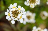 Iberis sempervirens Snowflake 9 cm Topf - Größe nach Saison