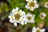 Iberis sempervirens Snowflake 9 cm Topf - Größe nach Saison