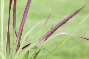 Imperata cylindrica Red Baron 9 cm Topf - Größe nach Saison