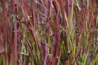 Imperata cylindrica Red Baron 9 cm Topf - Größe nach Saison