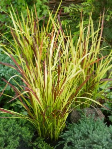 Imperata cylindrica Red Baron 2L