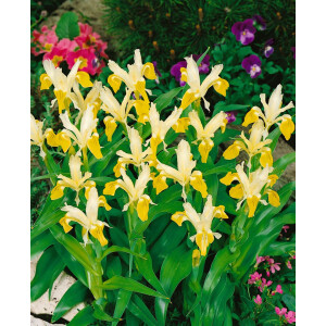 Iris bucharica 9 cm Topf - Größe nach Saison