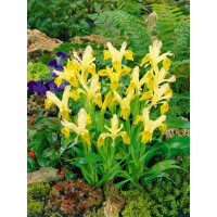 Iris bucharica 9 cm Topf - Größe nach Saison