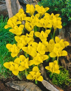 Iris danfordiae 9 cm Topf - Größe nach Saison
