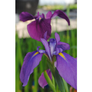 Iris ensata 9 cm Topf - Größe nach Saison