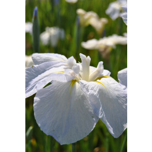 Iris ensata 9 cm Topf - Größe nach Saison