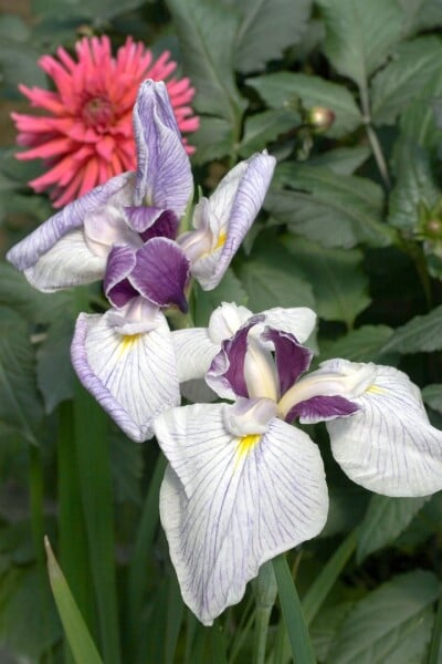 Iris ensata Fortune 9 cm Topf - Größe nach Saison