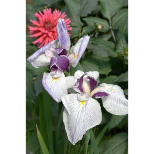 Iris ensata Fortune 9 cm Topf - Größe nach Saison