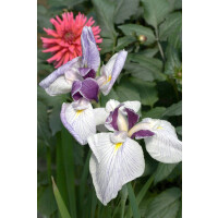 Iris ensata Fortune 9 cm Topf - Größe nach Saison