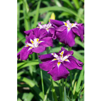 Iris ensata Loyalty 9 cm Topf - Größe nach Saison