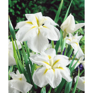 Iris ensata White Ladies 11 cm Topf - Größe...