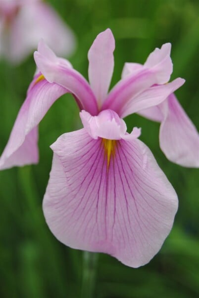 Iris laevigata Rose Queen 9 cm Topf - Größe nach Saison