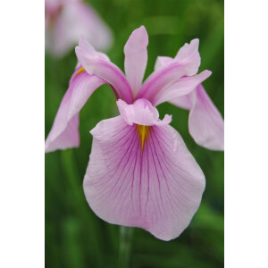 Iris laevigata Rose Queen 9 cm Topf - Größe...