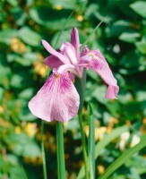 Iris laevigata Rose Queen 9 cm Topf - Größe nach Saison