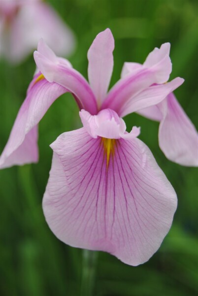 Iris laevigata Rose Queen 11 cm Topf - Größe nach Saison