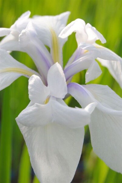 Iris laevigata Snowdrift 11 cm Topf - Größe nach Saison