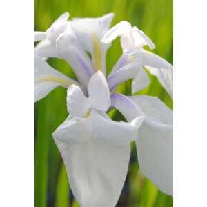 Iris laevigata Snowdrift 11 cm Topf - Größe...