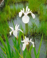 Iris laevigata Snowdrift 11 cm Topf - Größe nach Saison