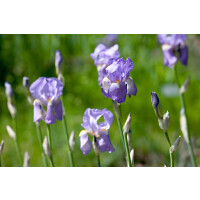 Iris pallida ssp.dalmatica 11 cm Topf - Größe...