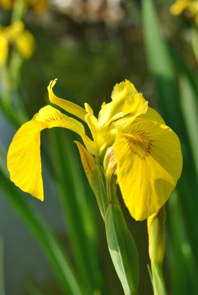 Iris pseudacorus 9 cm Topf - Größe nach Saison