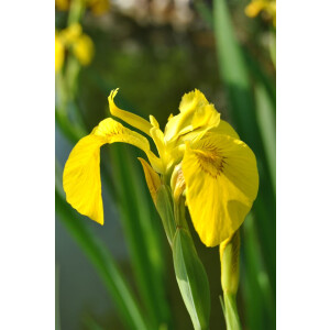 Iris pseudacorus 9 cm Topf - Größe nach Saison
