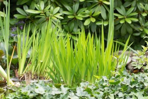 Iris pseudacorus 9 cm Topf - Größe nach Saison