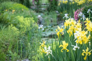 Iris pseudacorus 9 cm Topf - Größe nach Saison