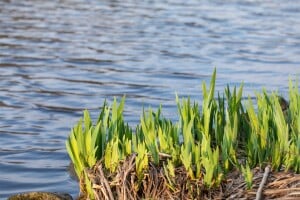 Iris pseudacorus 9 cm Topf - Größe nach Saison